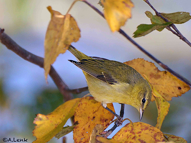 Tennessee Warbler by Alan Lenk